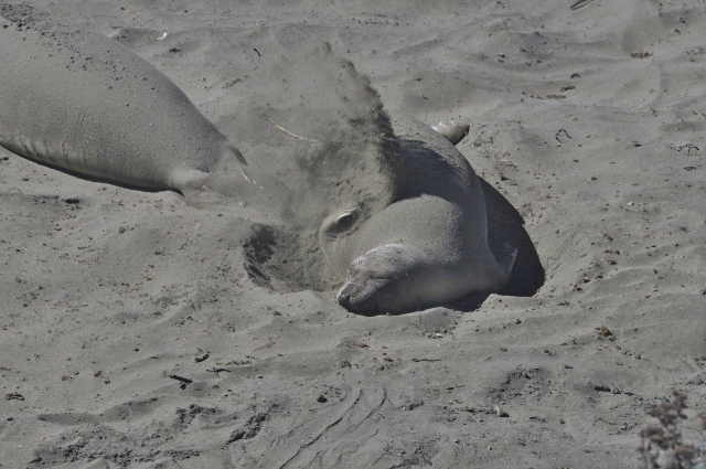 juvenile male elephant seals